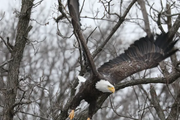 Bald Eagle Soaring