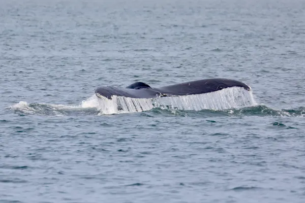 Humpback Fluke Rising