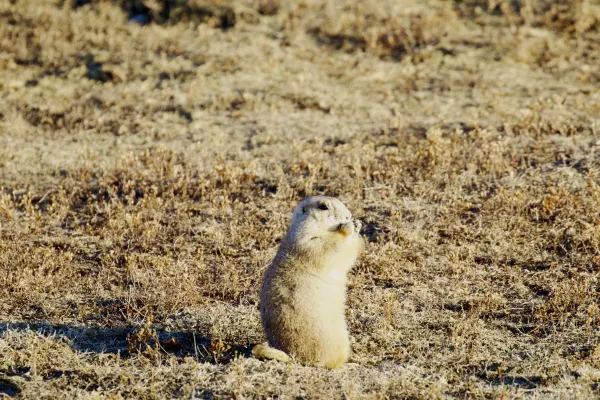 Prairie dog standing guard