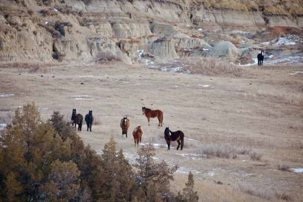 Wild horses at TRNP