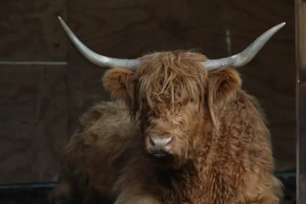 Highland cow