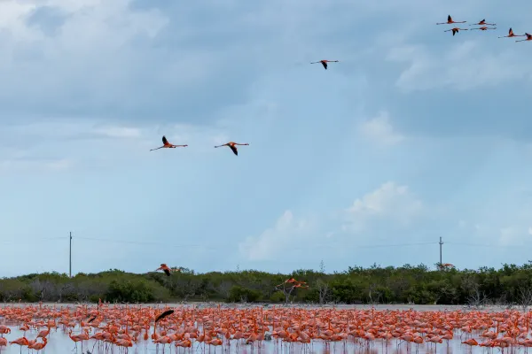 American Flamingos
