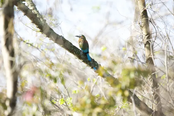 Turquoise-browed Motmot (male) on a tree, in a sunny morning