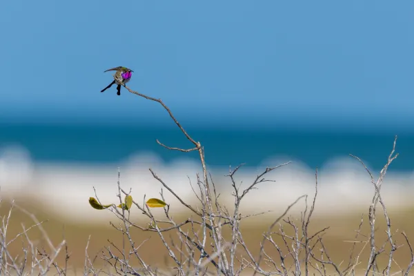 Mexican Sheartail