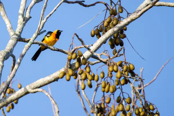 Hooded Oriole on Chakáh Tree