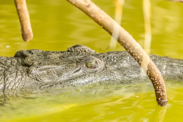 Morelet's Crocodile in the Water
