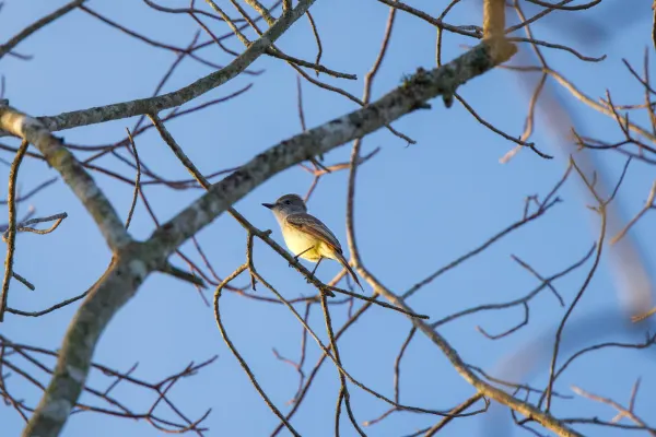 Yucatan Flycatcher