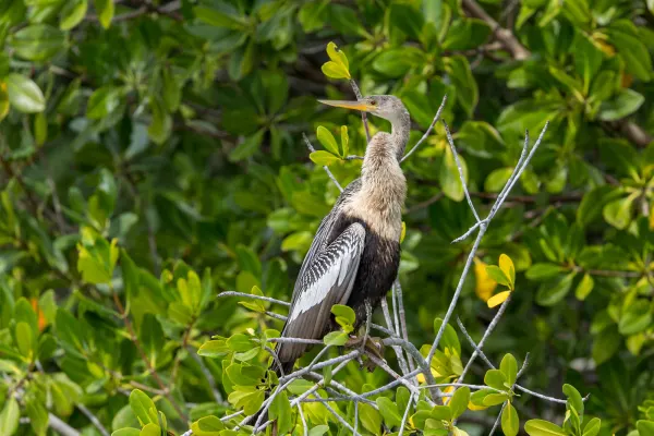 Anhinga (Snake Bird)