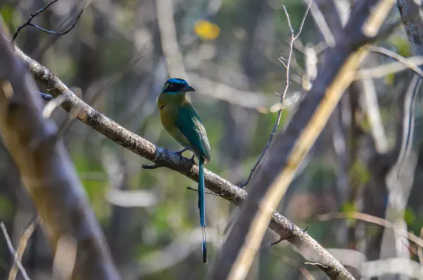 Lesson’s Motmot