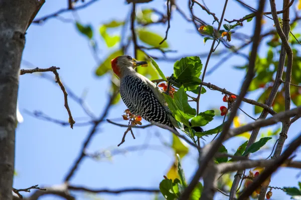 Golden-fronted Woodpecker