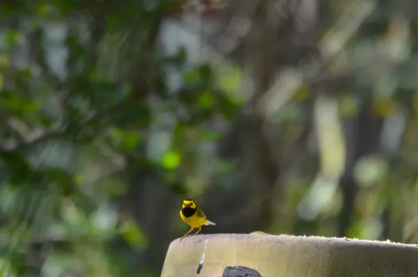 Hooded Warbler