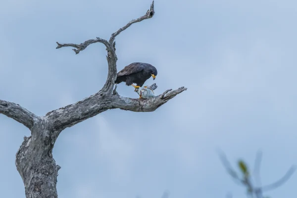 Common Black Hawk caught