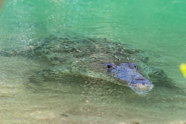 Morelet's Crocodile in Cenote