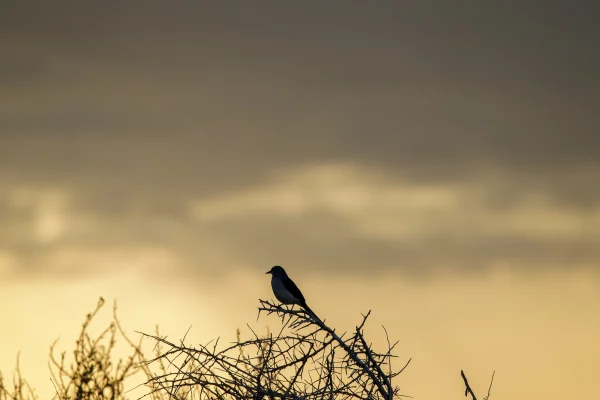 Mystery Bird Silhouette at Dusk