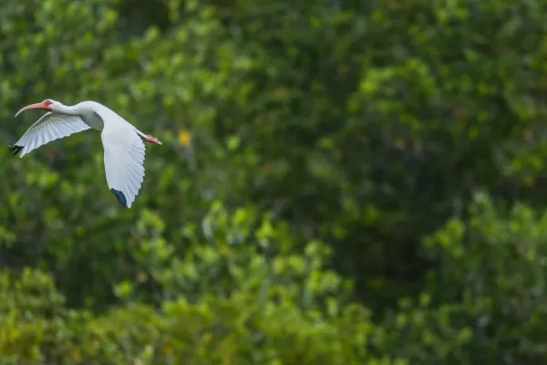 American White Ibis