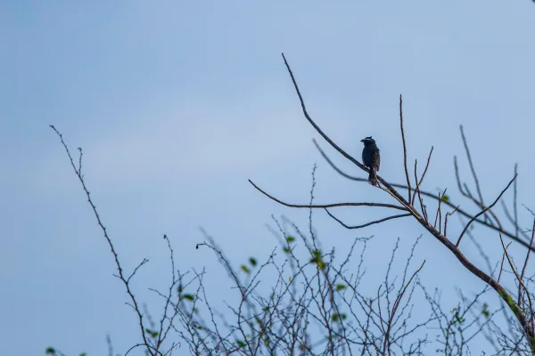 Indigo bunting immature or female (brown coloration)