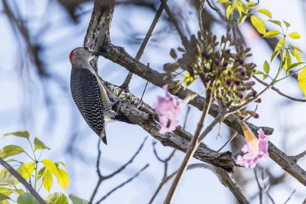 Yucatan Woodpecker