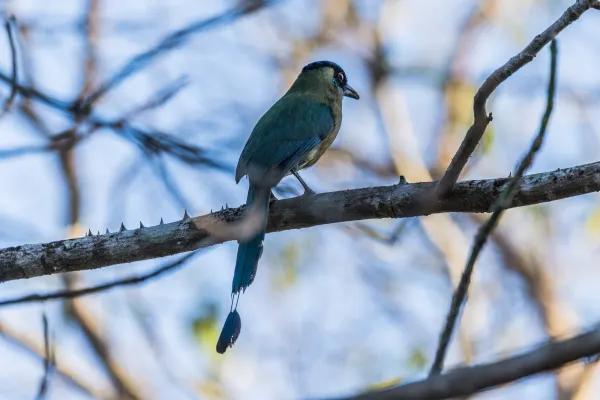Lesson's Motmot glances back