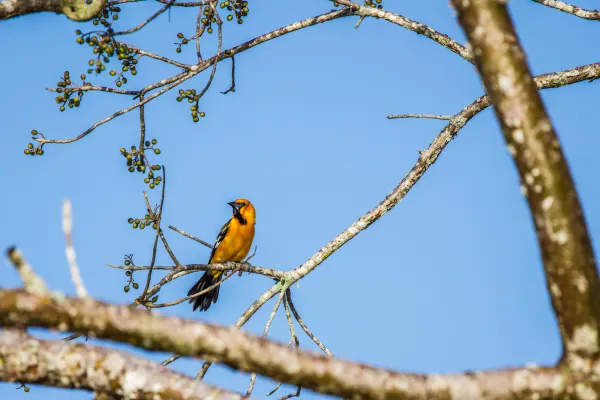 Altamira Oriole
