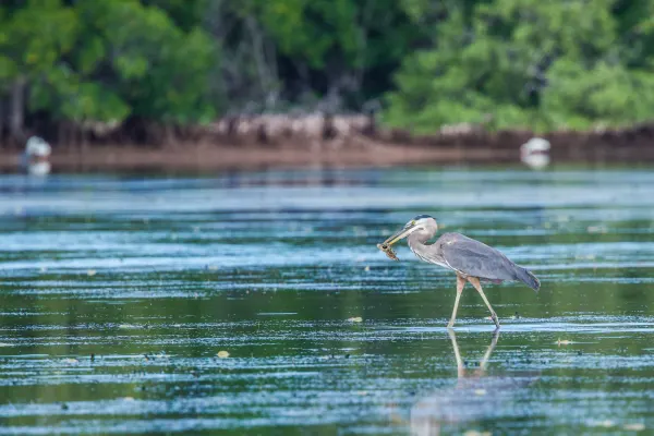 Great Blue Heron with freshly caught fish on its beak