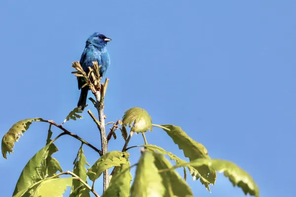 Indigo Bunting