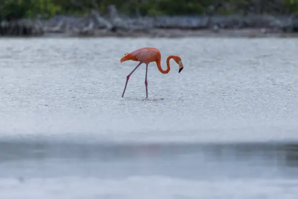 American Flamingo Wading
