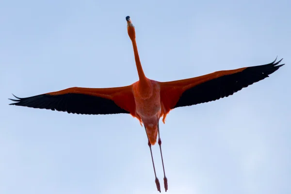 Flamingo in Full Flight