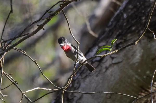 Rose-throated Becard