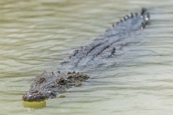 American Crocodile in Mangrove