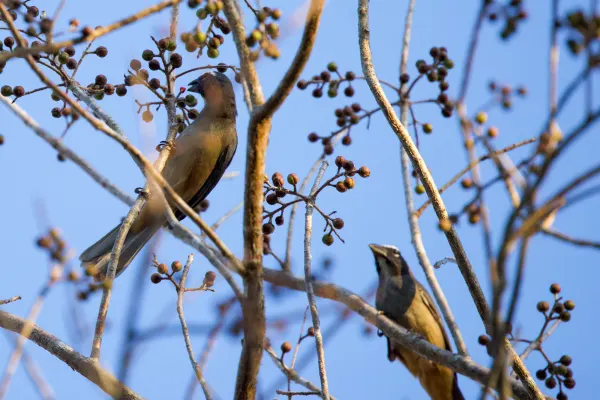 Greyish Saltators