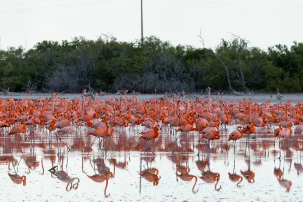 Dense Flock of American Flamingos