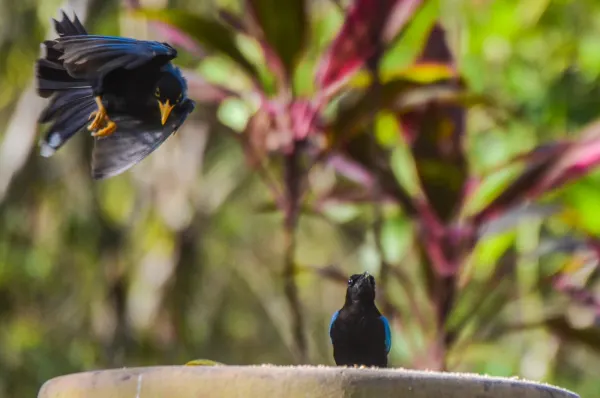Yucatan Jay