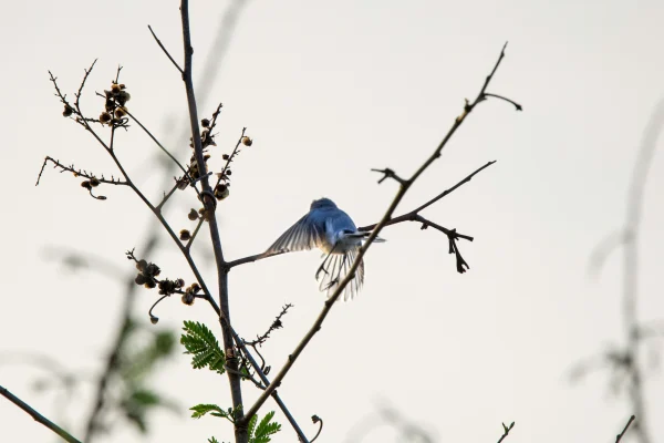 Blue-gray Gnatcatcher flying away