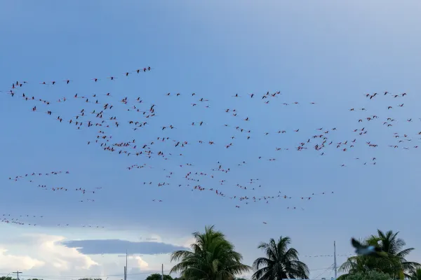 Massive Flight of American Flamingos