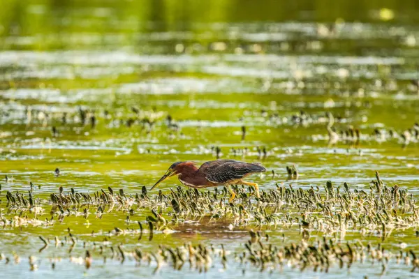 Green Heron looking for fish in the mangrove at Rio Lagartos