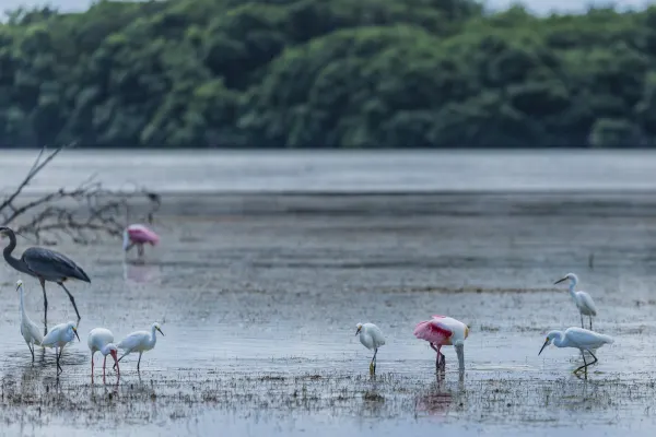 Snowy Egrets & White Ibis & Roseate Spoonbill