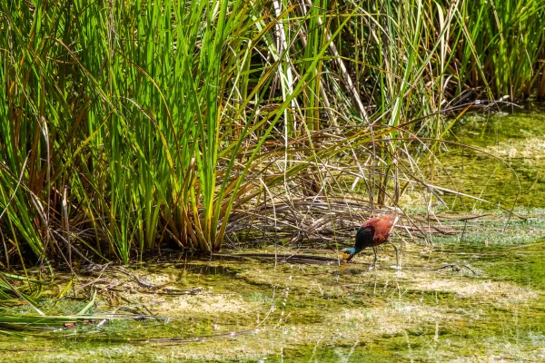 Northern Jacana
