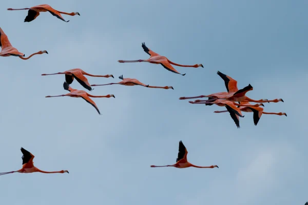 Flock of flamingos flying