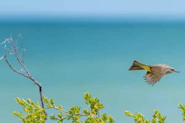 Tropical Kingbird