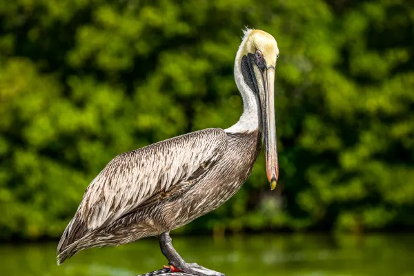 Mature Brown Pelican