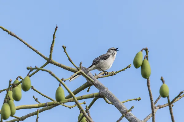 Northern Mockingbird on Ceiba