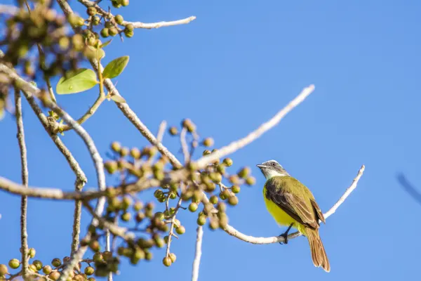 Social Flycatcher