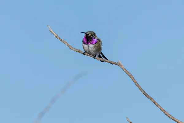 Mexican Sheartail