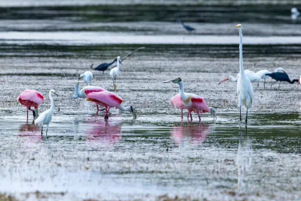Roseate Spoonbill & Great Egret