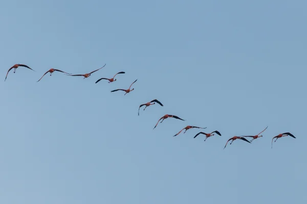 A flock of Flamingos flying over the village of Sisal