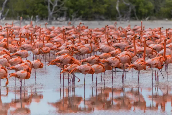 Dense Flock of American Flamingos