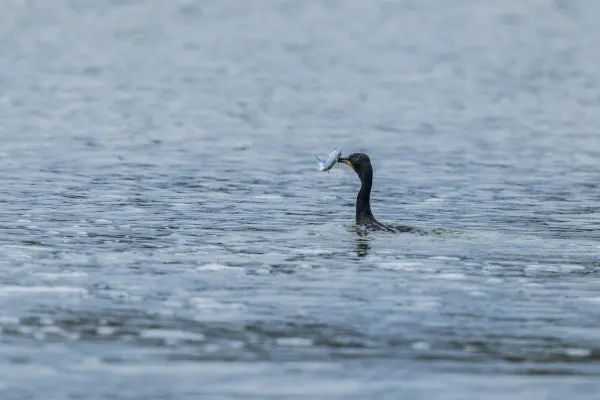 Double-crested Cormorant swiming after catching a fish