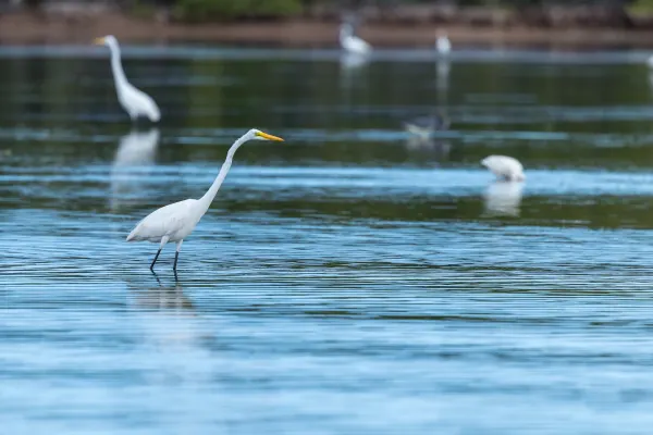 Great Egret