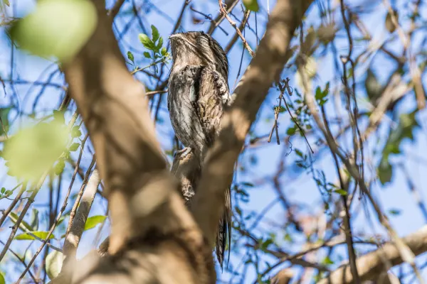 Northern Potoo, very still