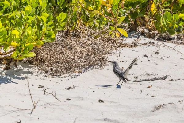 Northern Mockingbird at the beach of Chuburná